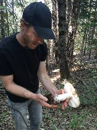 Amanita vernicoccora image