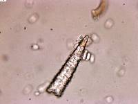 Peniophorella pubera image