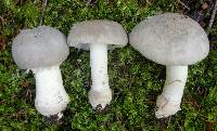 Amanita farinosa image