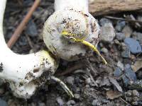 Agaricus placomyces image