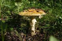 Amanita muscaria var. formosa image