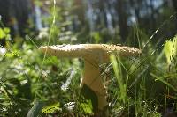 Amanita muscaria var. formosa image