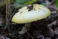 Amanita muscaria var. formosa image