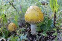 Amanita muscaria var. formosa image