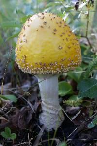 Amanita muscaria var. formosa image