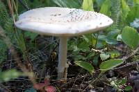 Amanita muscaria var. formosa image