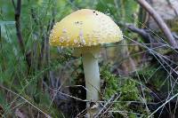 Amanita muscaria var. formosa image