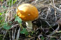 Amanita muscaria var. formosa image