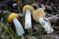 Russula lutea image