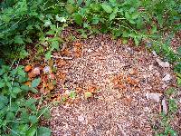 Gymnopilus luteofolius image