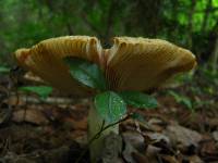 Russula grata image