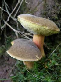 Boletus chrysenteron image