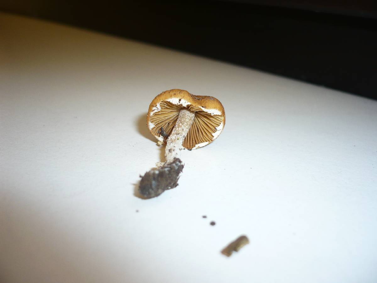 Conocybe aporos image