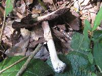 Agaricus placomyces image