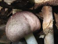 Agaricus placomyces image