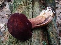 Xanthoconium purpureum image