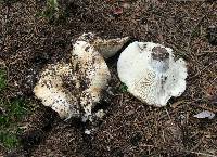 Russula chloroides image