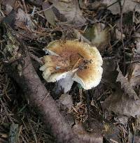 Russula foetens image