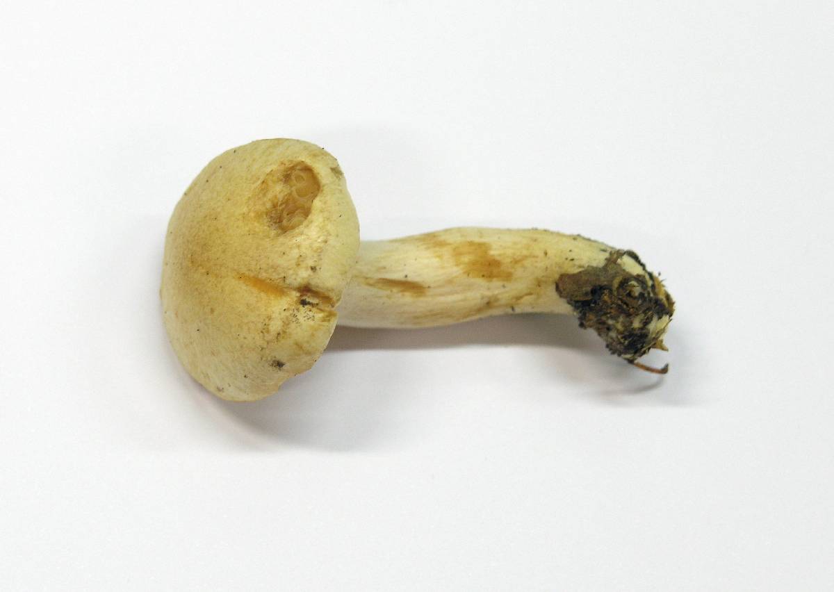 Hygrophorus karstenii image