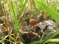 Psilocybe coprophila image