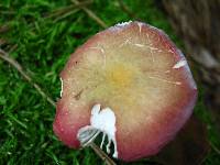 Russula fragilis image