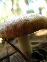 Lactarius vinaceorufescens image