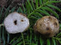 Tuber ferrugineum image