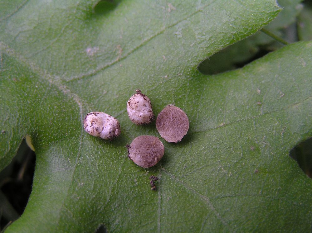 Wakefieldia macrospora image