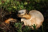 Tricholoma aurantium image