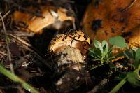 Tricholoma aurantium image