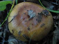 Russula fragrantissima image