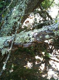 Phellinus pomaceoides image