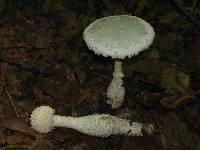 Amanita magniradix image