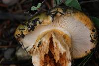 Tricholoma aurantium image