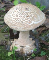 Amanita daucipes image