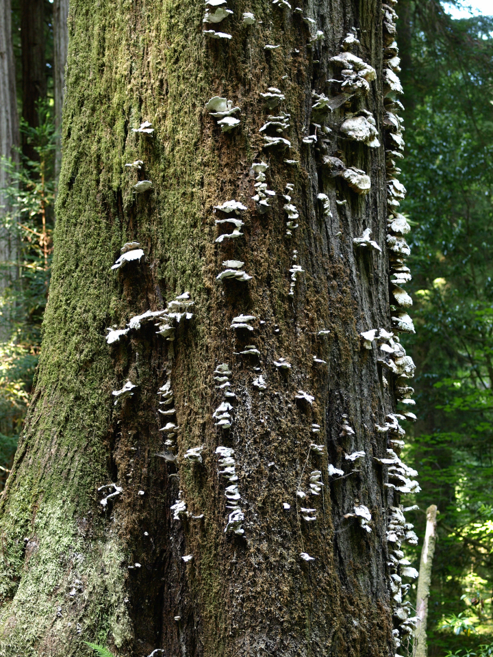 Oligoporus image