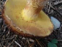 Suillus lakei image