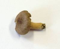 Lactarius helvus image