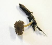 Pluteus romellii image