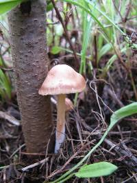 Panaeolus subbalteatus image