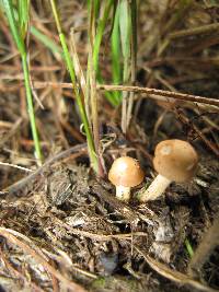 Panaeolus subbalteatus image