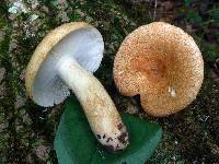 Russula ballouii image