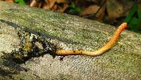 Cordyceps militaris image