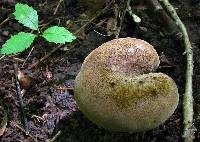 Boletinellus merulioides image