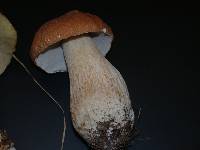 Boletus nobilissimus image