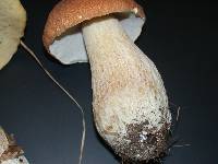 Boletus nobilissimus image