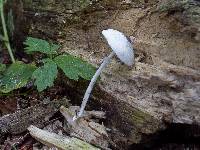 Leucocoprinus brebissonii image