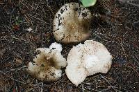 Russula nigricans image