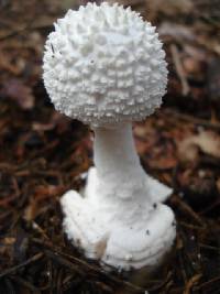 Amanita abrupta image