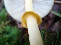 Amanita elongata image